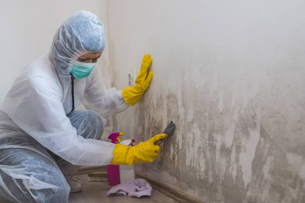Best Attic Mold Removal  in Oxford, MS