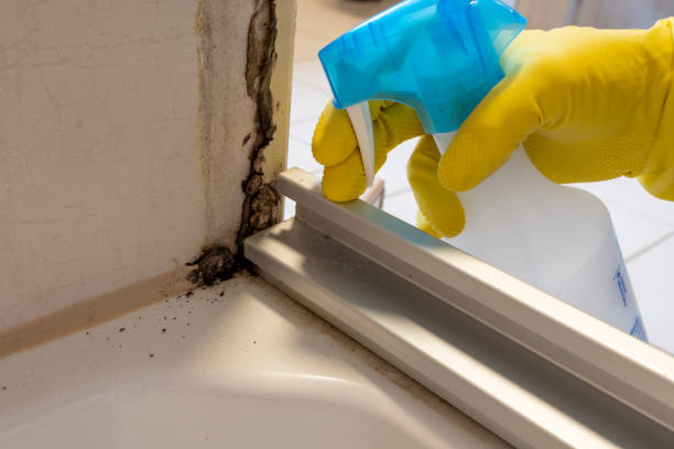 Best Toxic Mold Removal  in Oxford, MS