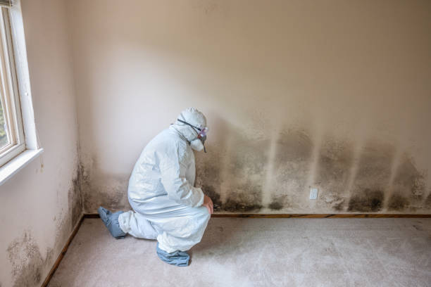 Best Residential Mold Removal  in Oxford, MS