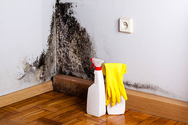 Best Fast Mold Removal  in Oxford, MS