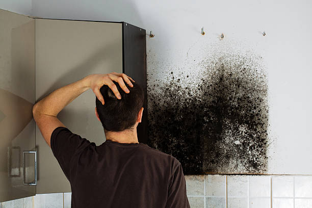 Best Home Mold Removal  in Oxford, MS