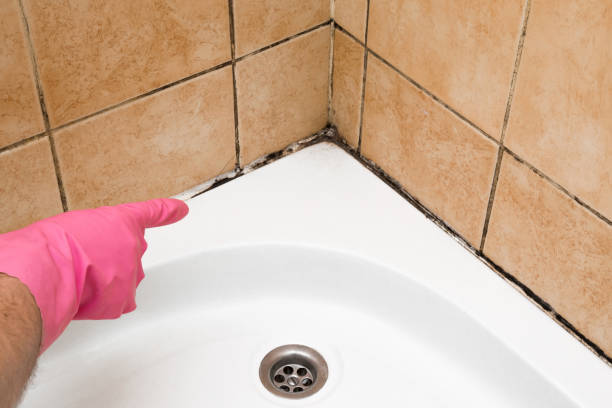 Best Certified Mold Removal  in Oxford, MS